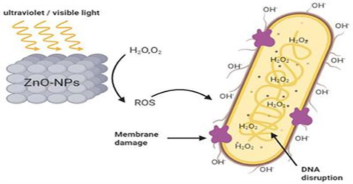 ZnO Nanoparticles Using For Antibacterial-China Yosoar